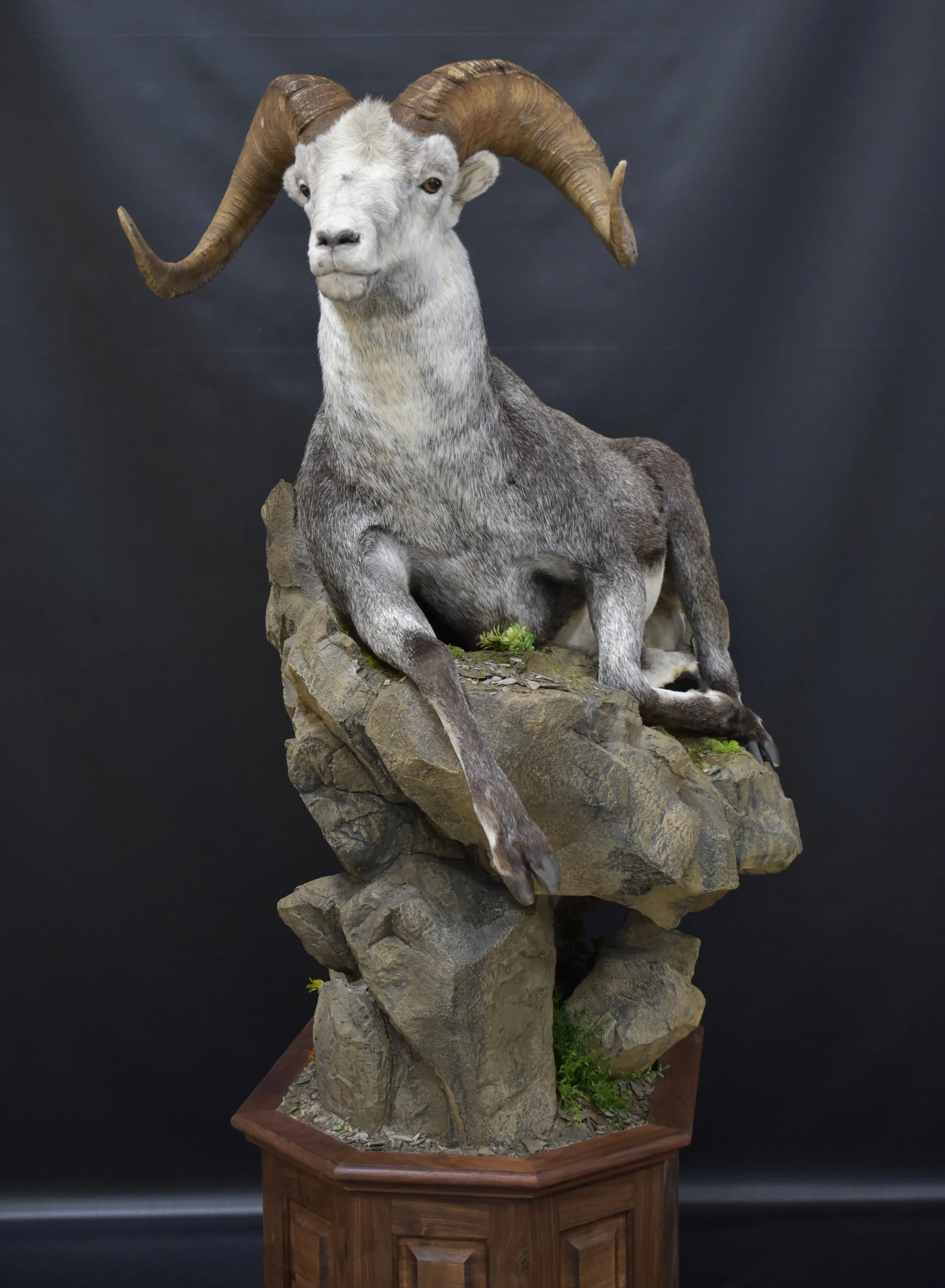 Wild Sheep — Big Cat Taxidermy